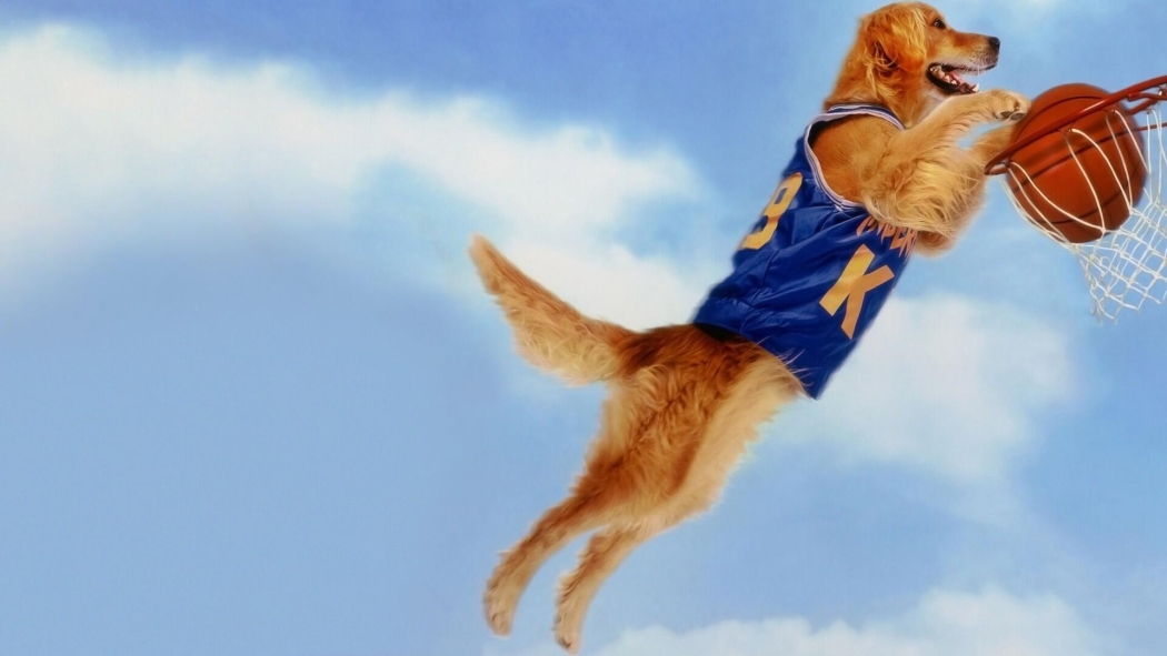 Harika Köpek: Sayı Kralı Buddy (1997) izle